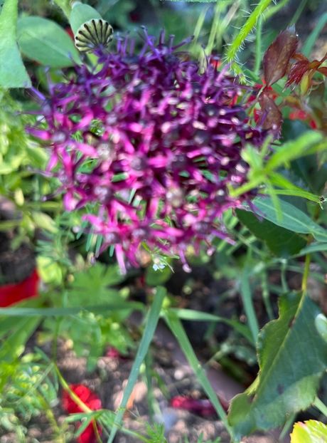 904F7FEC-70A6-4C14-9C72-AC865160CBC6 - Flori la balta 2022