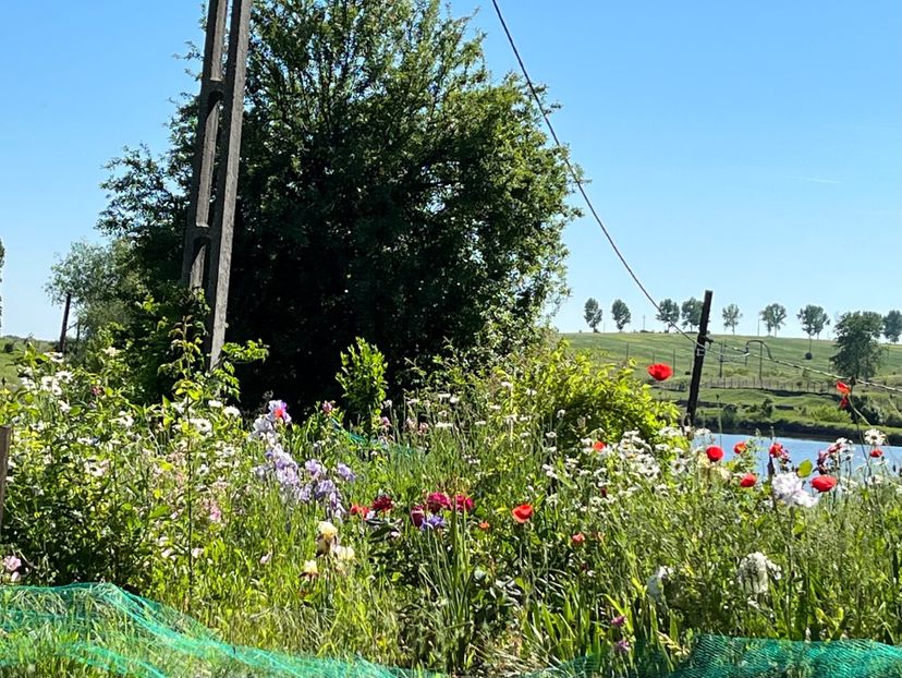 EA1BA54A-47D4-4802-A046-7869C9F15520 - Flori la balta 2022