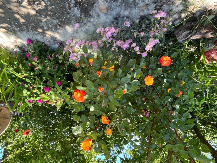 58A19EAA-11C0-400B-A123-50EF33C8BA9E - Flori la balta 2022