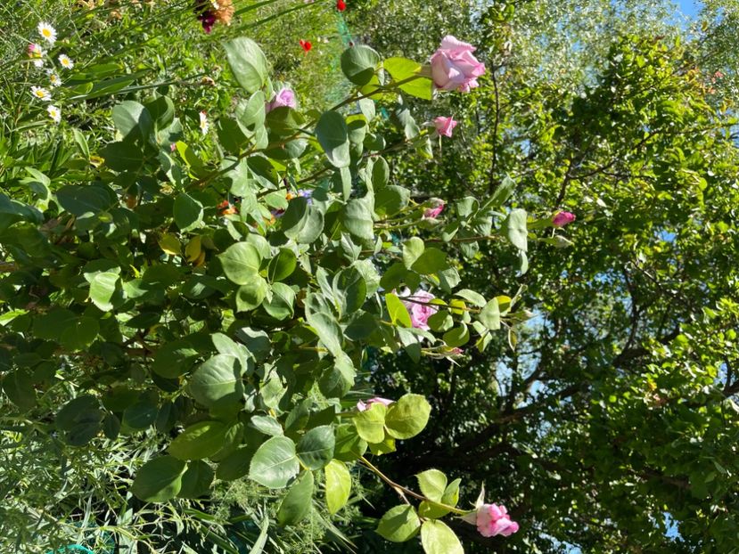 FFECEED3-DBB6-41F3-A2C5-A8B9A3BC4698 - Flori la balta 2022