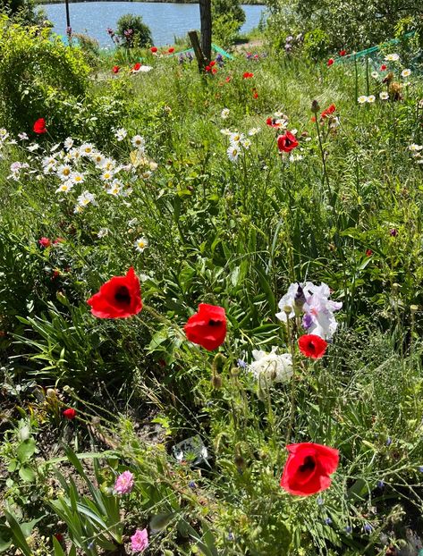 68FBAF0F-4EC4-4C46-A7A8-1B4155D24E2A - Flori la balta 2022