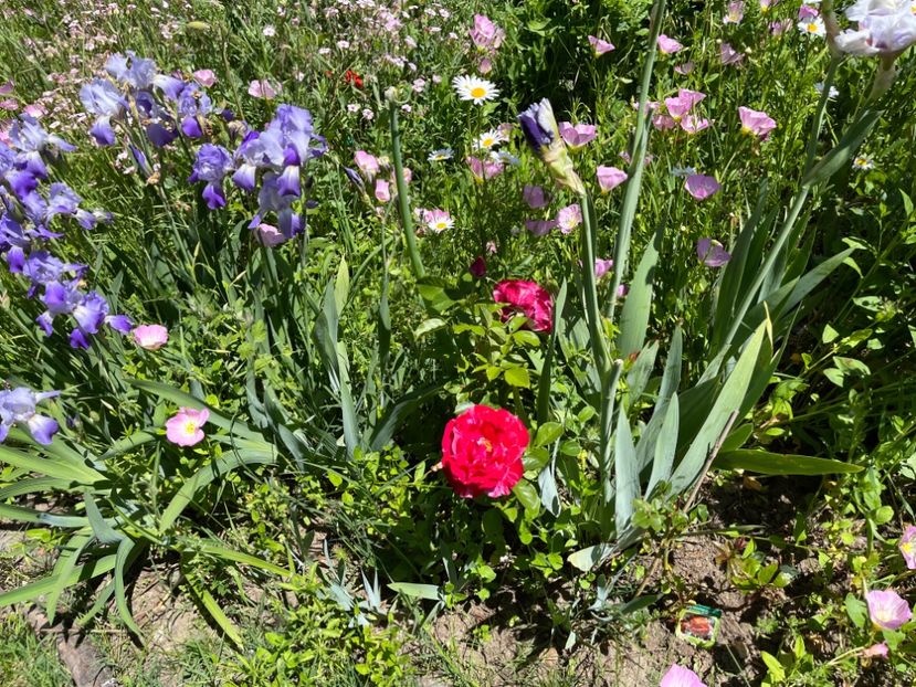 7FE44AD1-D0B9-4E5F-9ABF-EB497DCDA9B6 - Flori la balta 2022