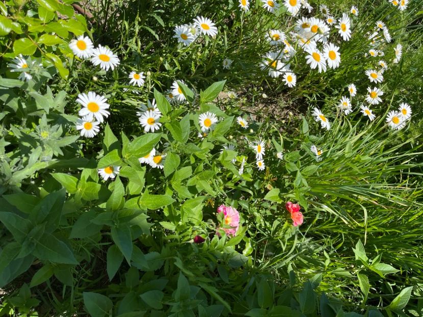 4C38F295-8DCD-4C4A-866D-CD40DF35722F - Flori la balta 2022