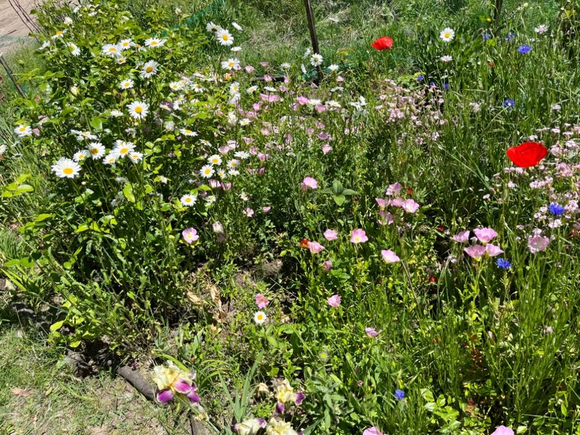 4A546939-27A2-4A0A-AC03-C8D38350ABCF - Flori la balta 2022