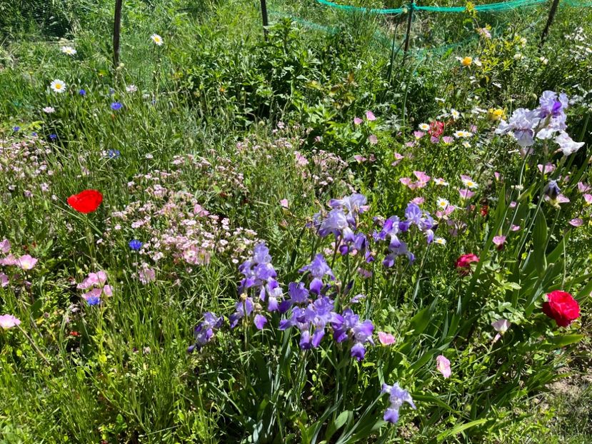 63BB00C6-2378-4770-8EBC-6B360BB33B28 - Flori la balta 2022