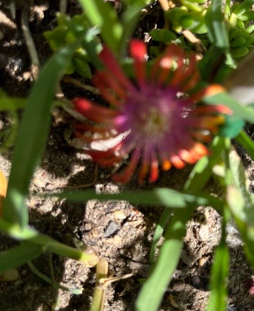 17CBA391-D47D-4662-8A90-DDE7BEC124AE - Flori la balta 2022