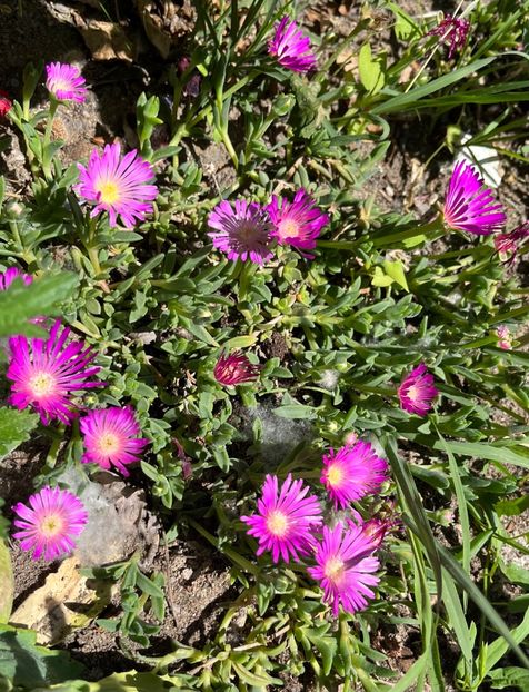 C341D6E1-3DCE-4188-AE8B-EF6B500A91D9 - Flori la balta 2022