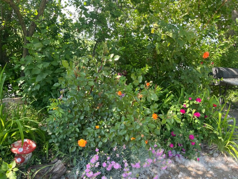 B3E8CB5F-DACC-423D-B483-D8D829B5E0AF - Flori la balta 2022