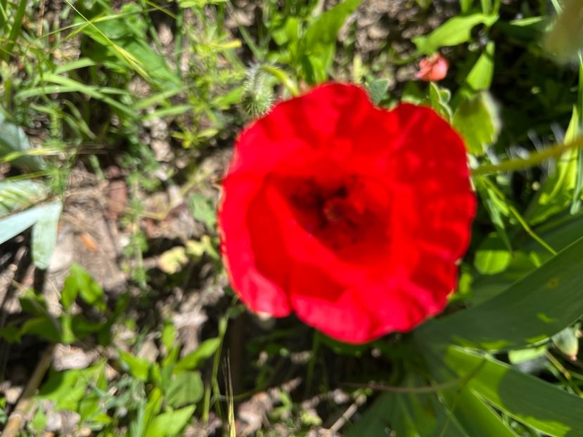 0C892FFD-9307-4EDC-93B3-9E26B3DE3757 - Flori la balta 2022