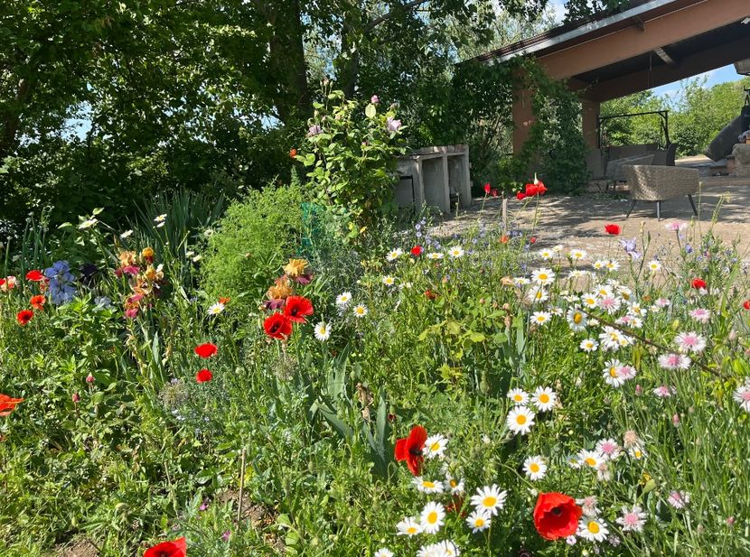 AF7FD032-3FC5-4D00-99E4-B124EF404E4C - Flori la balta 2022