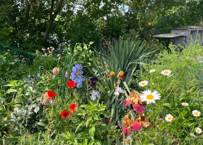 256BAF6F-F2DE-4B6C-80DE-3F64221E945C - Flori la balta 2022