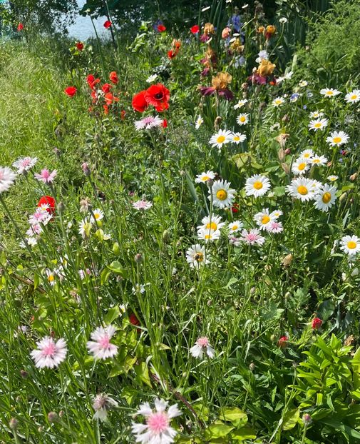 862BAF80-C5E7-4DA6-AEF6-73B1888CAF29 - Flori la balta 2022