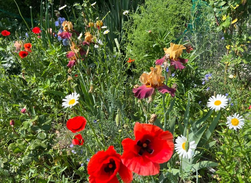 8F9511DA-7696-4134-AF78-DE87CCE5C7D0 - Flori la balta 2022