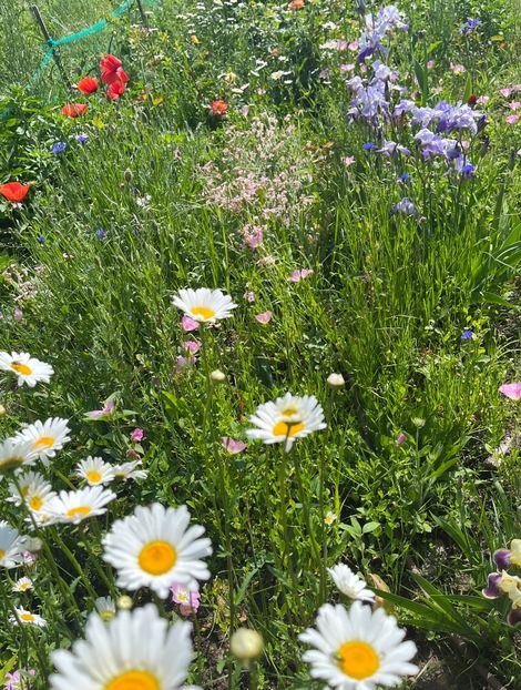 16C95771-E561-4391-B1B5-A95AD9D29BBC - Flori la balta 2022