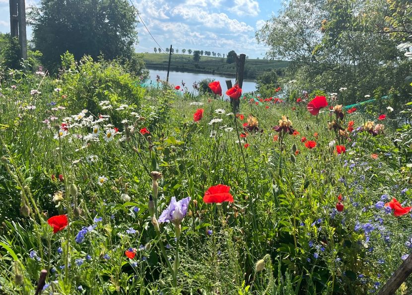 5F3C7537-76C1-42B8-AEBE-AE755A3232A6 - Flori la balta 2022