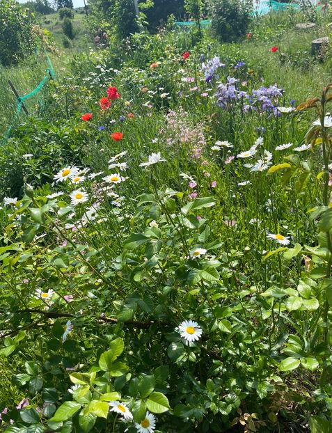 FF510024-34DD-49BE-B995-C420242BA71F - Flori la balta 2022