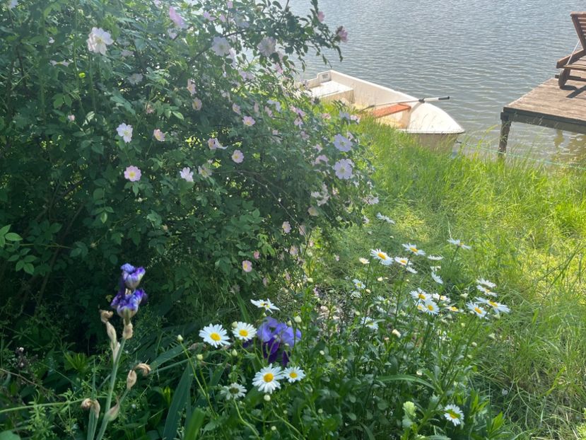 688C22BF-8D40-4181-9D86-466F7B5D843D - Flori la balta 2022