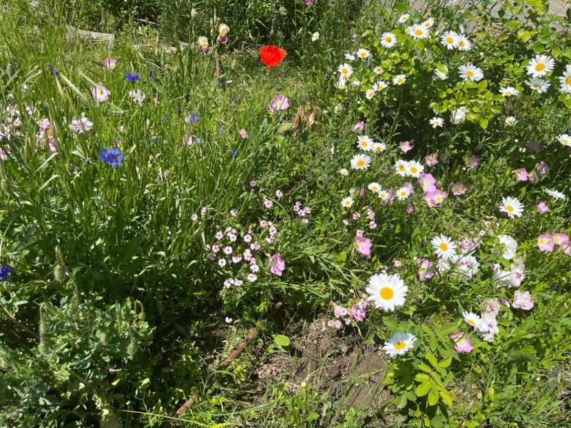 27DA40E6-BCC9-42DF-B81A-6420780D11CE - Flori la balta 2022