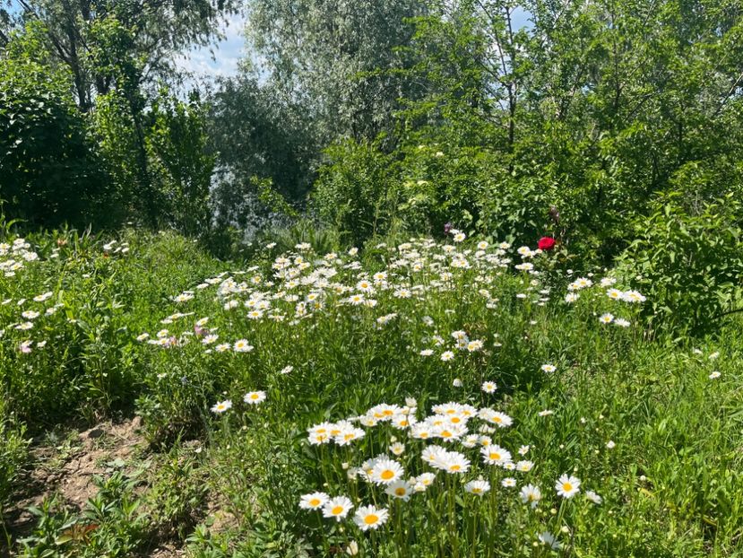 83D0CE96-3909-4E9B-9DE7-FDA517CB2100 - Flori la balta 2022