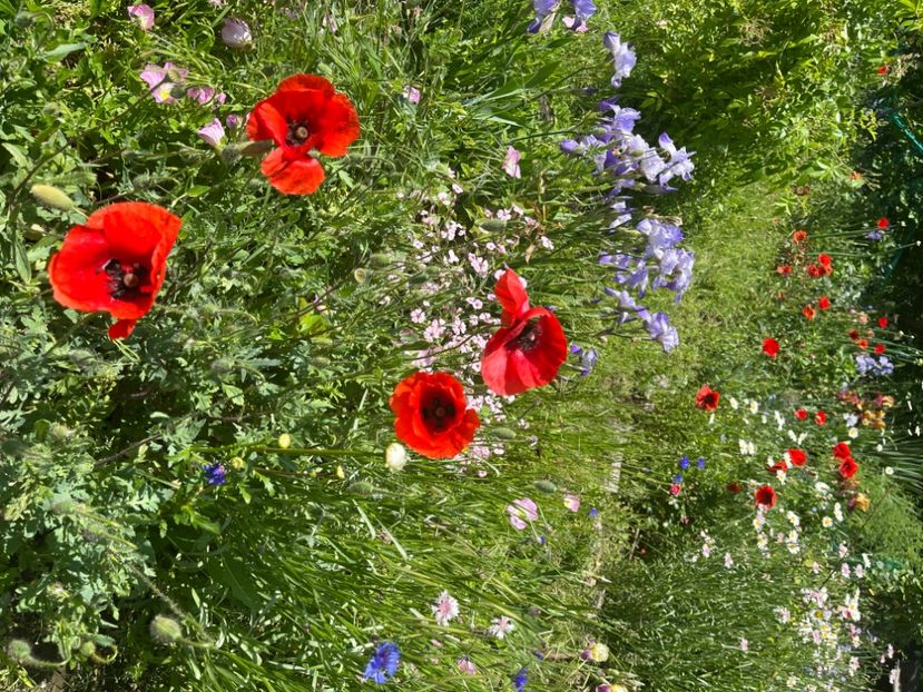 D49C5923-87EF-421A-938E-DA23364C4DEF - Flori la balta 2022