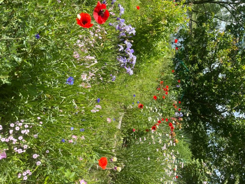 72D6426B-FDED-48E0-B65F-34FA5863CB21 - Flori la balta 2022