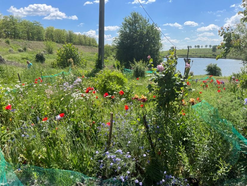 90539AE3-FDA6-4C08-8C00-60B31101476A - Flori la balta 2022