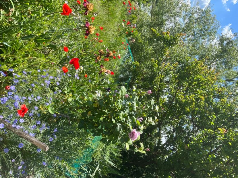 32EB0130-A35C-4969-B823-5382457D43DB - Flori la balta 2022