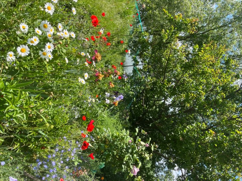 705D71C0-7A19-42FC-A93E-9A53A2B13D2E - Flori la balta 2022