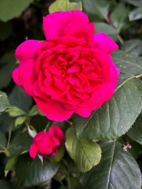 CB57A3E9-69CC-492F-BAC3-440247C68772 - Trandafiri 2022 2