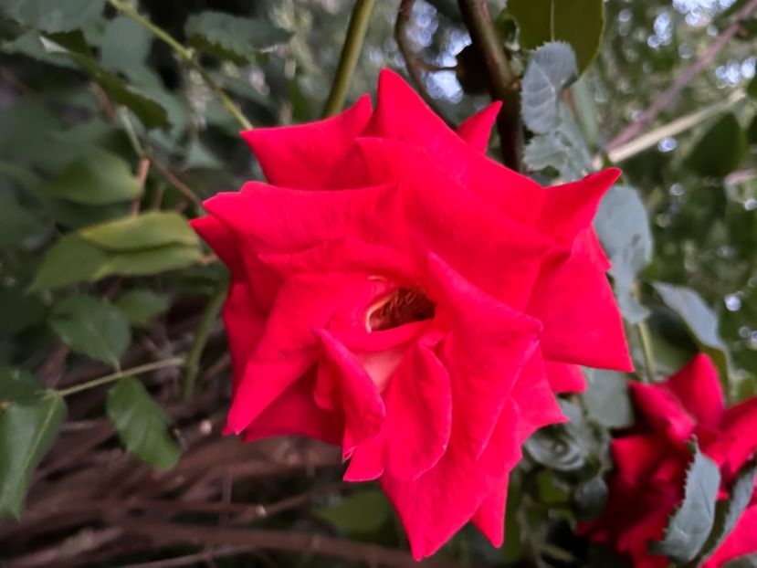 85B3B680-932E-41A9-93B4-0D8A0BCFAFE5 - Trandafiri 2022 2