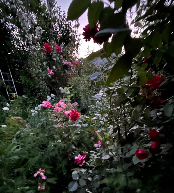 B82C56BE-D98E-4EBC-BCB7-2753104BFE44 - Trandafiri 2022 2