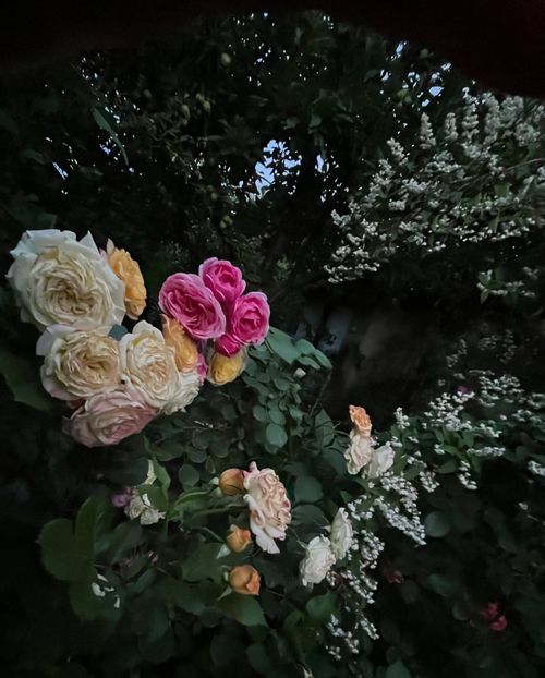 99A3A97F-DDE3-452B-82C1-7827674E1A1F - Trandafiri 2022 2