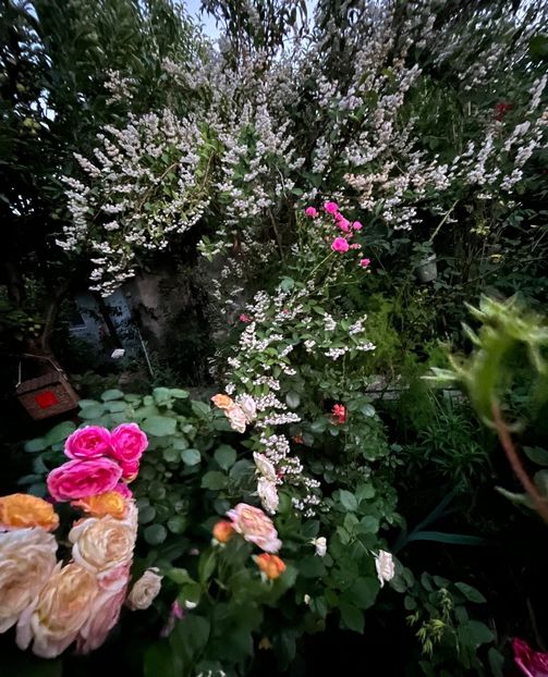 C12425B8-B72B-4ED4-A7A3-51E0708B37A0 - Trandafiri 2022 2