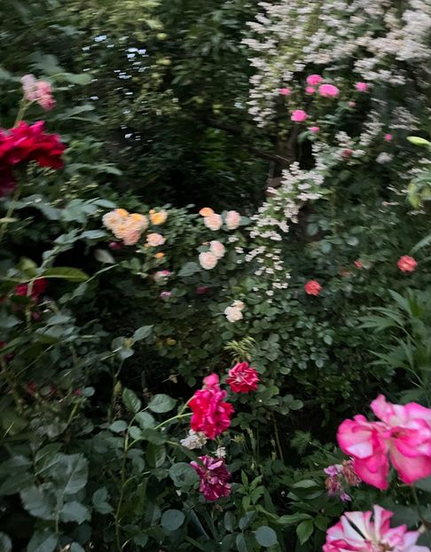 21245789-8A6C-4E6E-8DD3-01C61267CC4B - Trandafiri 2022 2