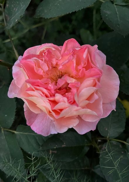 569FEA27-E402-4DB7-9269-5D061550FAE7 - Trandafiri 2022 2