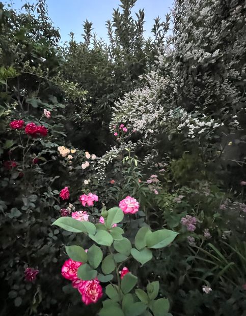 812C75A7-0BB4-42D3-AC63-719ACE07F7A5 - Trandafiri 2022 2