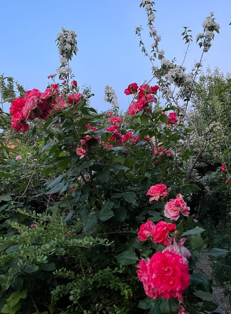 E319355F-5F19-431F-8C6F-1391E39B46EA - Trandafiri 2022 2