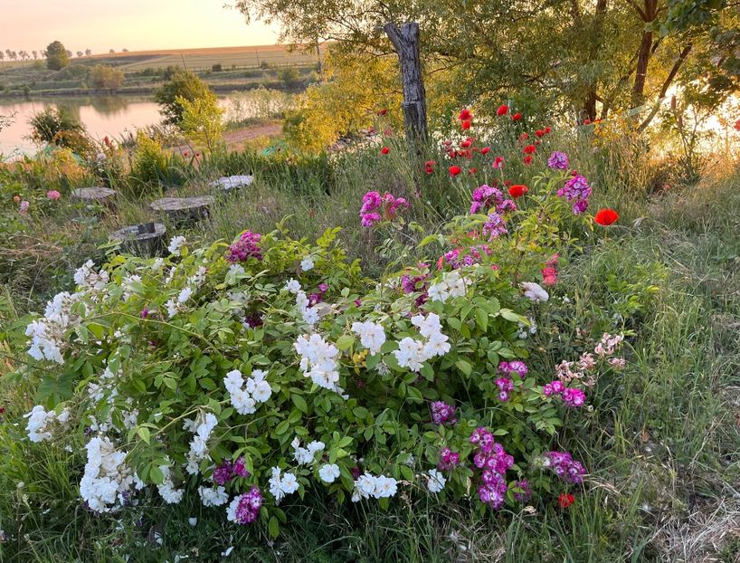 56641D17-961A-4B1E-A77D-A31D6A6D1B36 - Trandafiri 2022 2