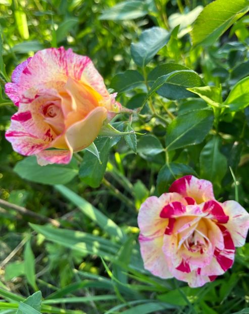 E33205C8-C8E8-4AD2-9749-75586F43F743 - Trandafiri 2022 2