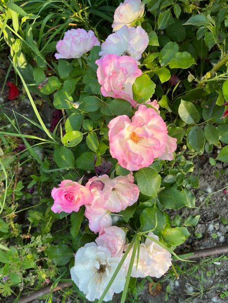 4C370A47-3DFB-4C21-BB3E-A48DA82D7B7D - Trandafiri 2022 2