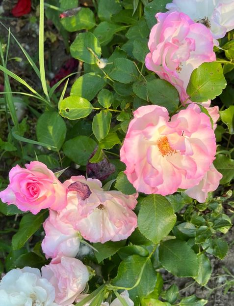 9909E227-E520-4DB8-82A0-47212324FBC0 - Trandafiri 2022 2