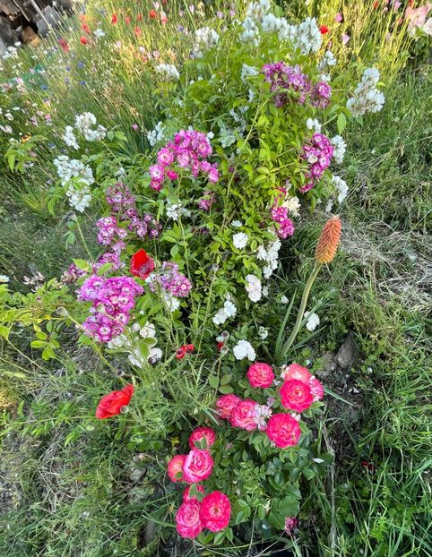 0B909DC3-F23A-43A3-AFFA-DD69D842EA2D - Trandafiri 2022 2