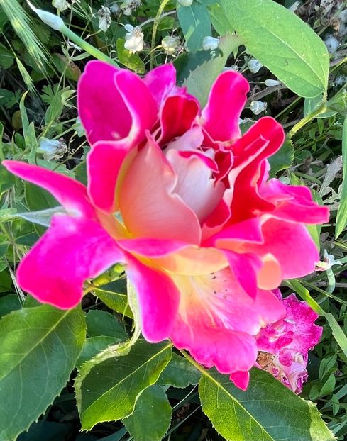 F116E3DF-ED85-4184-B095-60A8DAD123FD - Trandafiri 2022 2