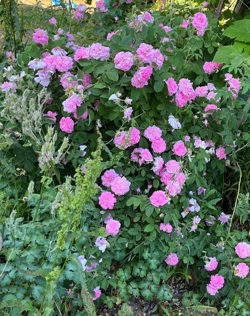 AD8F3FE3-A758-497B-A2B7-11C482B425A2 - Trandafiri 2022 2