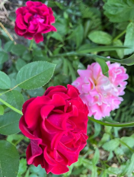 DA9BF76E-594D-48A2-8E7C-30A861437EE0 - Trandafiri 2022 2