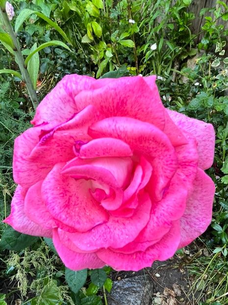 F86088A1-B134-4609-BA23-1BBA21E53B6A - Trandafiri 2022 2