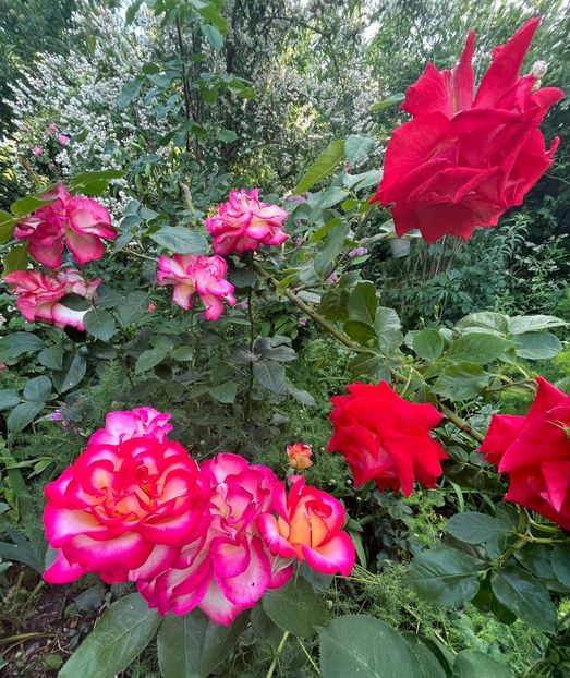 DEFF4A6E-7DF5-478A-95DC-8CF6431BEC93 - Trandafiri 2022 2