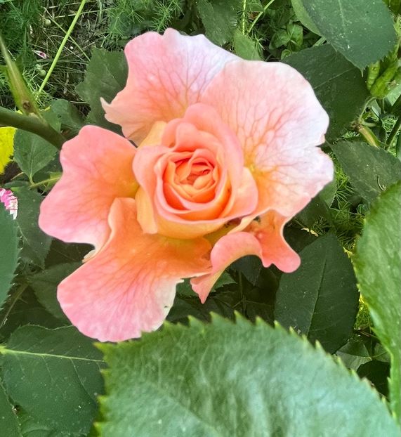 948C05B5-425D-42E5-85F7-9B1BBEC498B9 - Trandafiri 2022 2