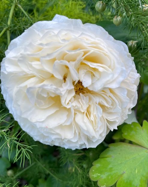 36017AD4-CBC8-4DA4-830D-B126233BDB7B - Trandafiri 2022 2