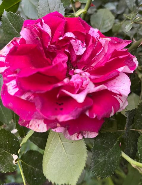 13D35553-7DF0-4BD7-9A40-173F66CE58E5 - Trandafiri 2022 2